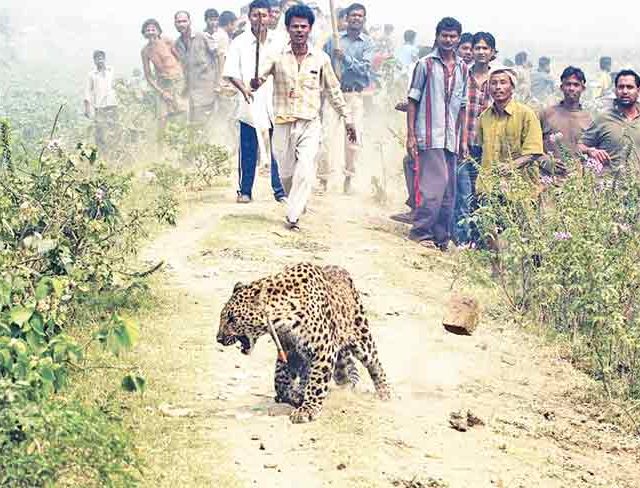 गाव-खेड्यात बिबट्याची दाहकता; समस्या व उपाय