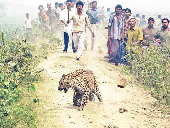 गाव-खेड्यात बिबट्याची दाहकता; समस्या व उपाय