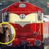 Rajdhani Express Accident : आसाममध्ये काळजाचा थरकाप! राजधानी एक्सप्रेसची हत्तींच्या कळपाला धडक, ८ हत्तीचं जागीच दुर्दैवी मृत्यू