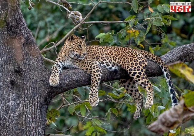 ठाण्यात पुन्हा बिबट्या