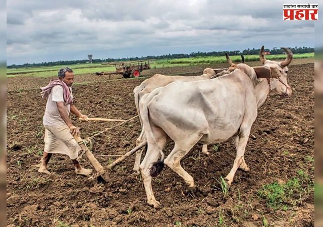जिल्ह्यात ८ हजार ५८ हेक्टर क्षेत्रात रब्बीची पेरणी