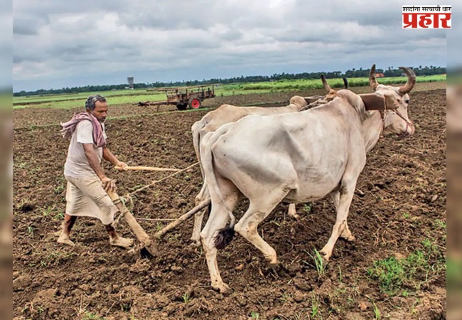 जिल्ह्यात ८ हजार ५८ हेक्टर क्षेत्रात रब्बीची पेरणी