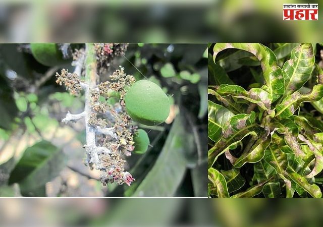 आंबा बागेमध्ये तुडतुड्यांचा प्रादुर्भाव