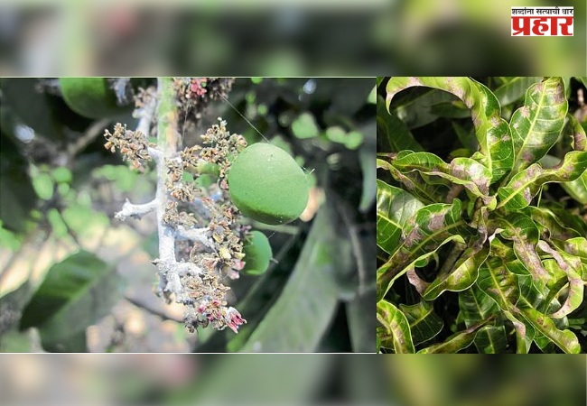 आंबा बागेमध्ये तुडतुड्यांचा प्रादुर्भाव