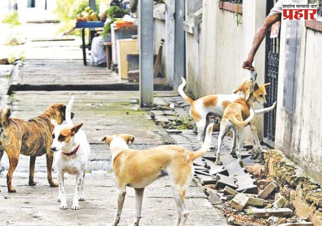 आता शिक्षक करणार भटक्या कुत्र्यांची मोजणी