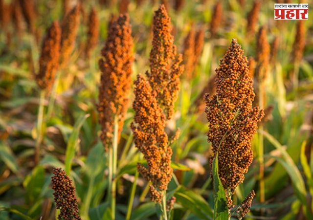 मका, ज्वारी खरेदी-नोंदणी प्रक्रियेस मुदतवाढ