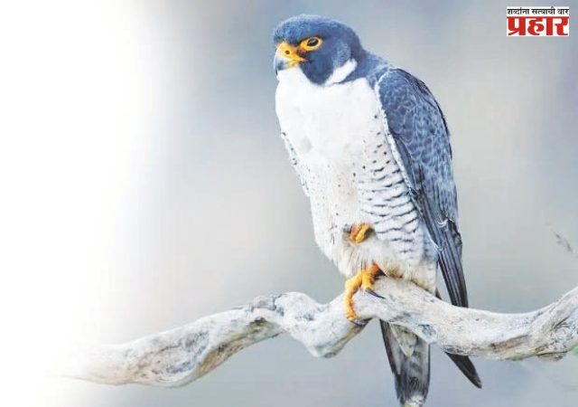 वेगवान बहिरी ससाणा नांदूर मधमेश्वर अभयारण्यात!