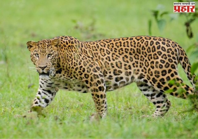 बदलापूरमध्ये बिबट्याची दहशत ;लोकवस्तीत घुसून बिबट्याचा हल्ला