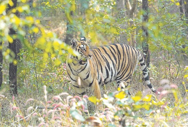 टायगर सफारी : पेंचच्या मोगली लँडमध्ये ६ तास