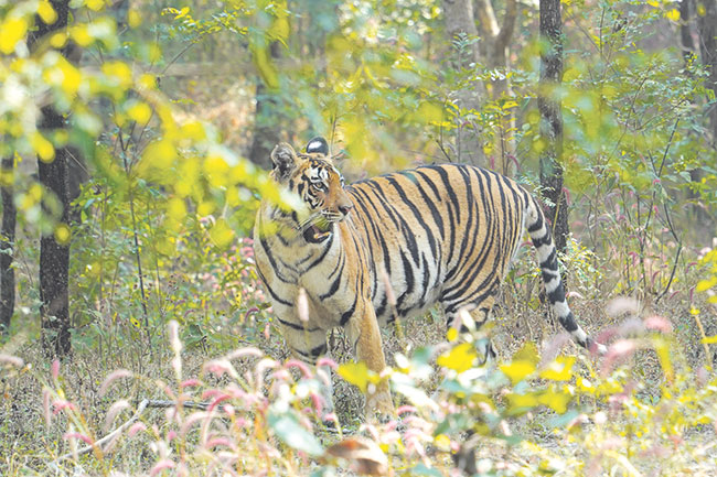 टायगर सफारी : पेंचच्या मोगली लँडमध्ये ६ तास
