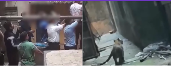 भाईंदरच्या गल्लीत बिबट्याची दहशत, पारिजात निवासी सोसायटीत बिबट्याने केला तरुणीवर हल्ला