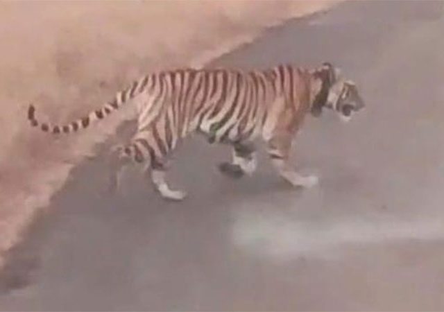 ताडोबातल्या तारा वाघीणीचा पाटणमध्ये मुक्त संचार, नागरिकामध्ये भीतीचं वातावरण