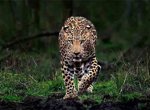 बिबट्यांच्या समस्येवर ९० दिवसांत उपाय करा