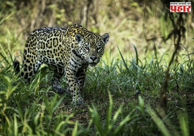 ‘बिबट्या कसा पकडायचा?’ ऑस्ट्रेलियन तज्ज्ञांचा पुण्यात मास्टरक्लास