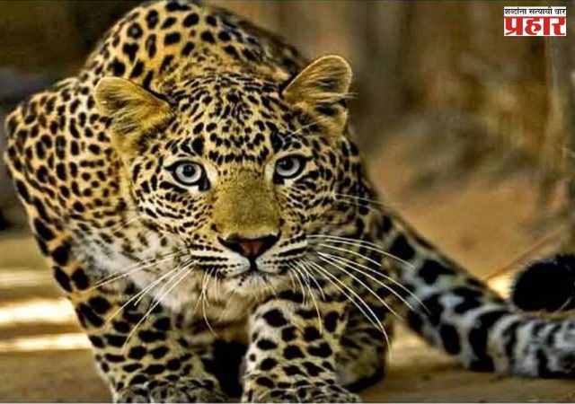 पुणे जिल्ह्यात बिबट्यांचा वावर वाढला; मोबाईलवर बोलत असलेल्या तरुणावर हल्ला, परिसरात भीती