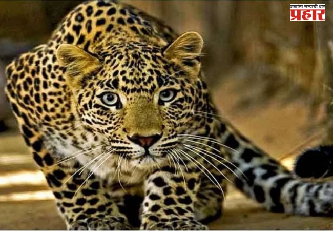 पुणे जिल्ह्यात बिबट्यांचा वावर वाढला; मोबाईलवर बोलत असलेल्या तरुणावर हल्ला, परिसरात भीती