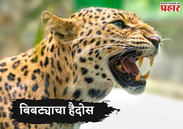 जुन्नर वनविभागात बिबट्याचा हैदोस! २५ वर्षांत ५५ बळी, २८ हजार पशुधन फस्त; नसबंदी आणि AI कॅमेऱ्यांचा वापर करण्याची शासनाची माहिती