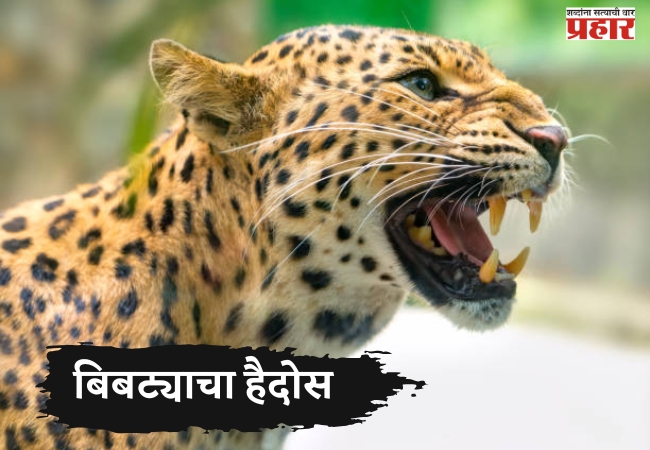 जुन्नर वनविभागात बिबट्याचा हैदोस! २५ वर्षांत ५५ बळी, २८ हजार पशुधन फस्त; नसबंदी आणि AI कॅमेऱ्यांचा वापर करण्याची शासनाची माहिती