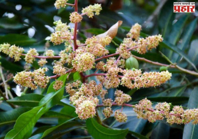 थंडीच्या कडाक्याने आंबा मोहरला