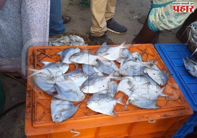 वर्षभरात राज्यात पापलेटच्या उत्पादनात ३ हजार ५५ मेट्रिक टनांची वाढ