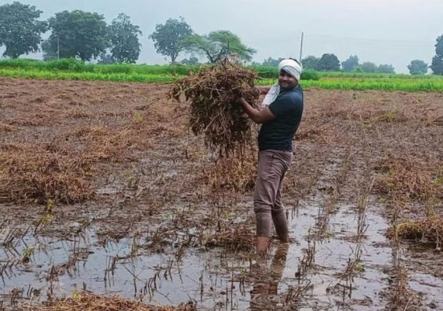 शेतकऱ्यांना पीक विम्याचे हेक्टरी १७ हजार ५०० रुपये मिळणार; पण काय सांगतो नियम आणि शेतकऱ्यांना मिळणार किती फायदा ?