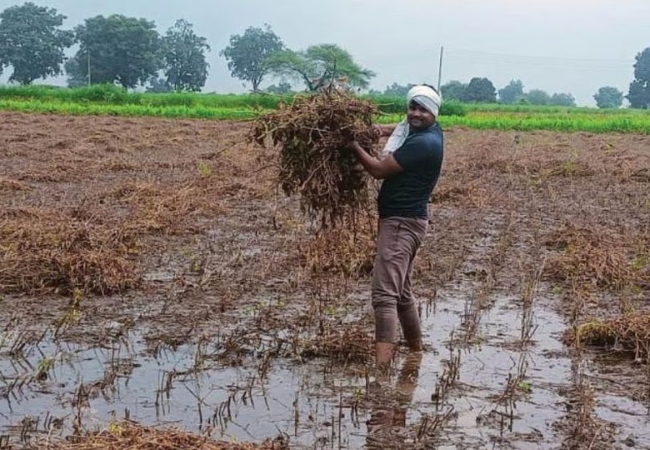 शेतकऱ्यांना पीक विम्याचे हेक्टरी १७ हजार ५०० रुपये मिळणार; पण काय सांगतो नियम आणि शेतकऱ्यांना मिळणार किती फायदा ?