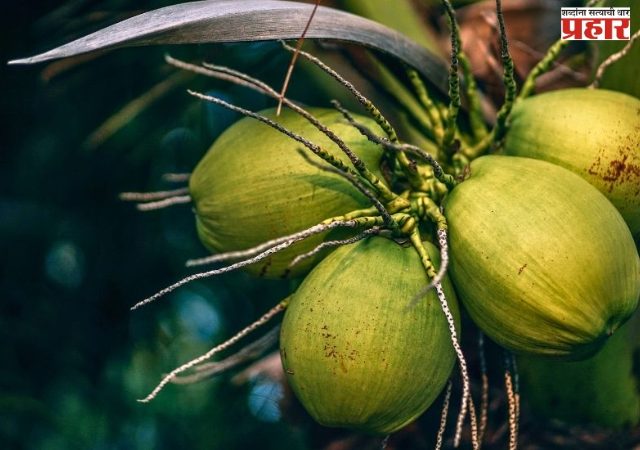 नारळ लागवडीतून कोकणच्या अर्थव्यवस्थेला बळ