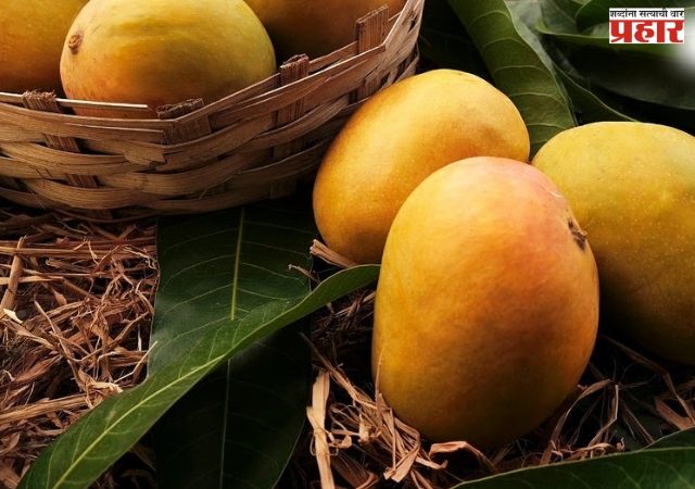 कोकणचा हापूस जगात भारी!