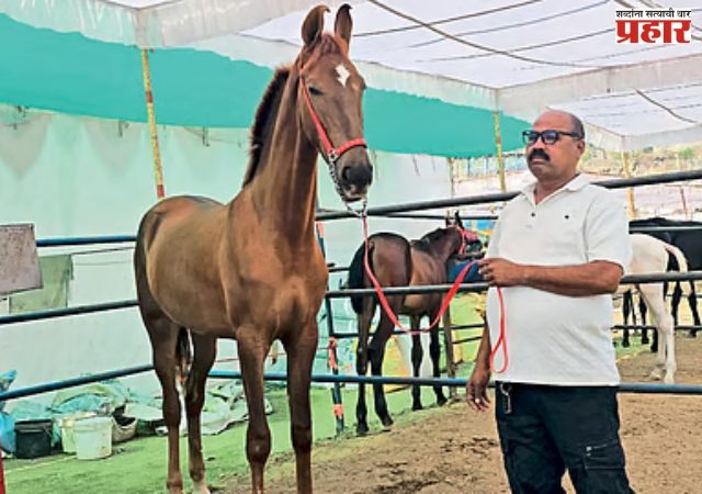रुद्राणी घोडी १ कोटी १७ लाख रुपयांत