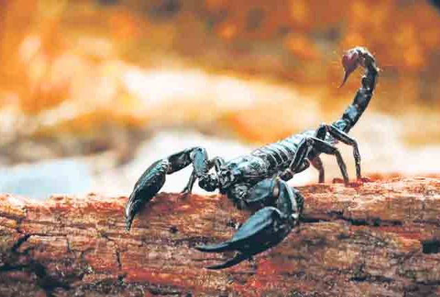 घातकी संगत