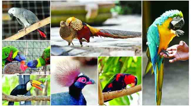 मुलुंडमध्ये आता देश विदेशातील पक्ष्यांचे घडणार दर्शन
