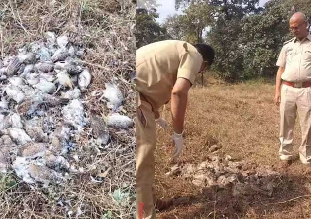 डोंबिवलीत १०७ तितर पक्ष्यांचा मृत्यू