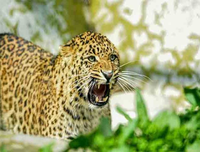 जुन्नर वनविभागात ६८ बिबटे पकडले