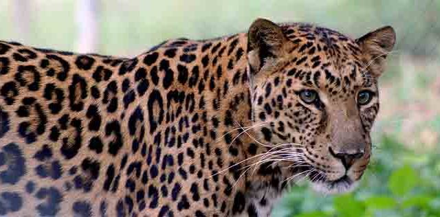 बिबट्यांना पकडण्यासाठी ३० गावांत ५१ पिंजरे