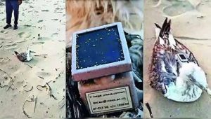 चिनी संस्थेचा जीपीएस ट्रॅकर लावलेला सीगल कर्नाटकच्या किनाऱ्यावर सापडला