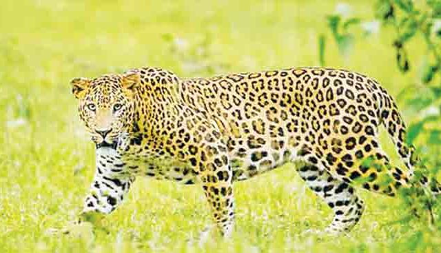 पन्नासपेक्षा अधिक बिबटे ‘वनतारा’ला नकोत!