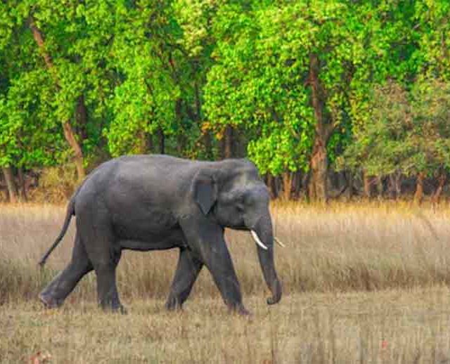‘ओंकार’ हत्तीला ‘वनतारा’कडे हस्तांतरित करू नये