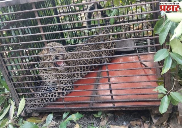 घोणसरी येथे मादी बिबट्याला पकडून सोडले अधिवासात