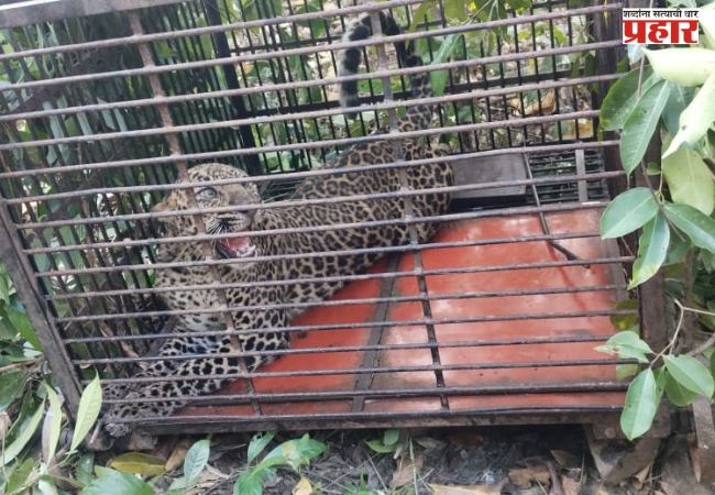 घोणसरी येथे मादी बिबट्याला पकडून सोडले अधिवासात