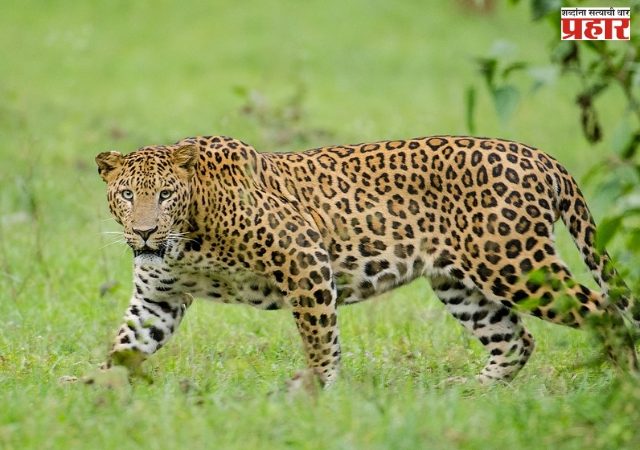 Mira-Bhayandar Leopard Attack : होणाऱ्या नवरीवर बिबट्याची झडप: चेहऱ्यावर गंभीर जखमा अन्…नेमकं काय घडलं त्या घरात? मीरा भाईंदर हादरलं!