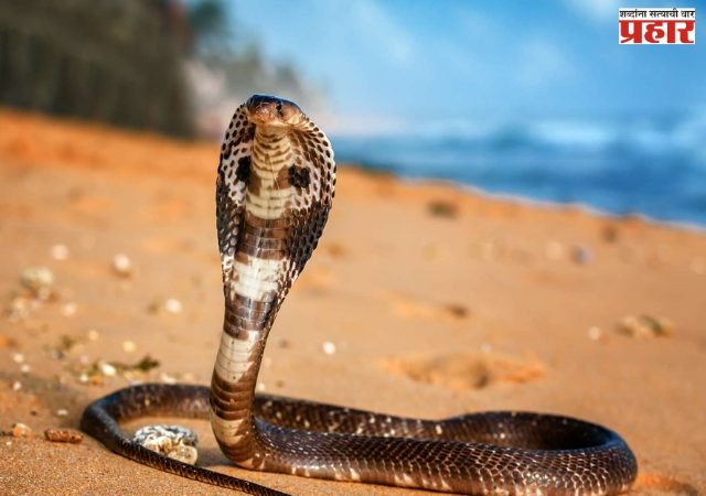 मानव-सर्पातील वाढता संघर्ष