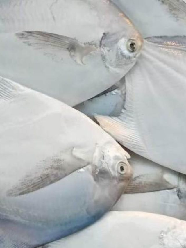 वर्षभरात राज्यात पापलेटच्या उत्पादनात ३ हजार ५५ मेट्रिक टनांची वाढ