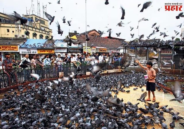 कबुतरांना दाणे घालणं पडलं महागात! बसला हजारोंचा दणका