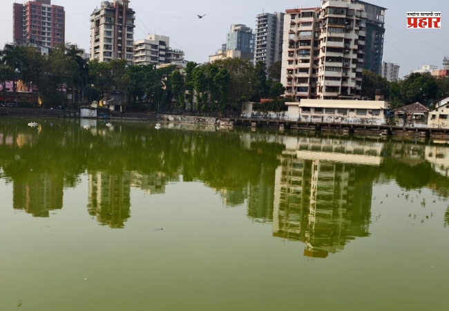 वांद्रे तलाव बनले बकाल,  तलावात शेवाळयुक्त दुर्गंधी पाणी आणि कचरा