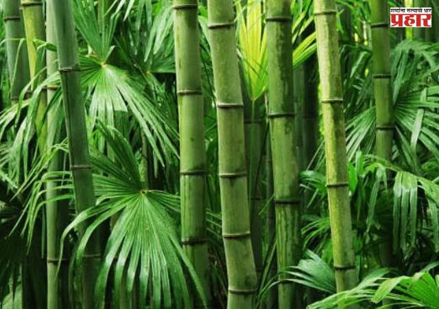 रस्त्यांच्या कडेसह मोकळ्या जागांवर वृक्षरोपणावर अधिक भर