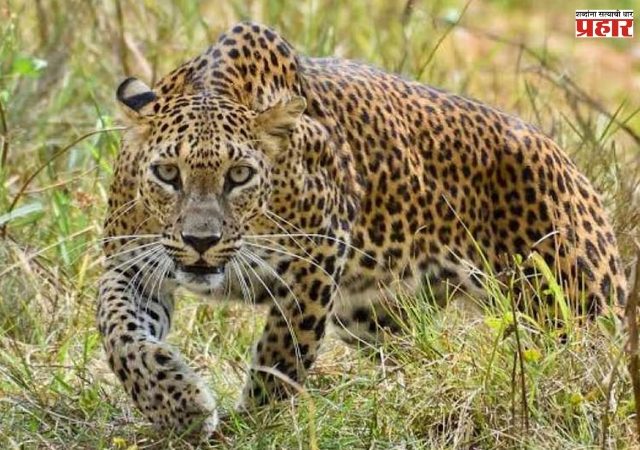 राज्यावर बिबट्याचे सावट! नागरिक आणि वनविभागाच्या अडचणीत वाढ, सरकारचा महत्त्वपूर्ण निर्णय