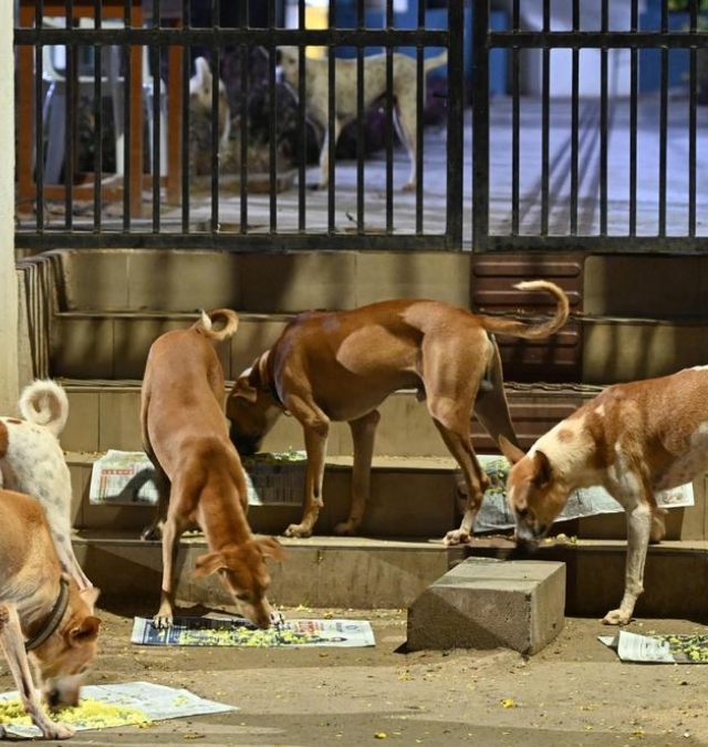भटक्या कुत्र्यांच्या संख्येची अचूक माहिती महापालिका ठेवणार
