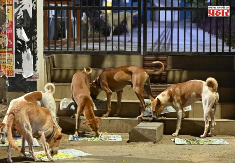 भटक्या कुत्र्यांच्या संख्येची अचूक माहिती महापालिका ठेवणार