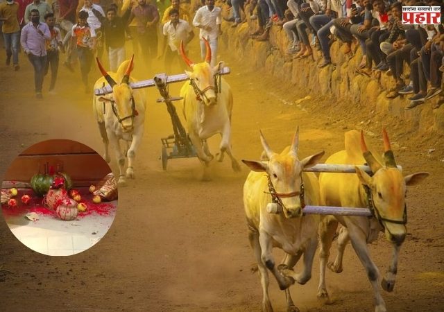 थेट शर्यतीत पळणाऱ्या बैलांवर भानामती! कोल्हापूरातील स्मशानात आढळून आला अंधश्रद्धेचा प्रकार