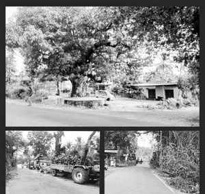 फोंडाघाटचा ‘किऱ्याचा आंबा’ होणार जमीनदोस्त